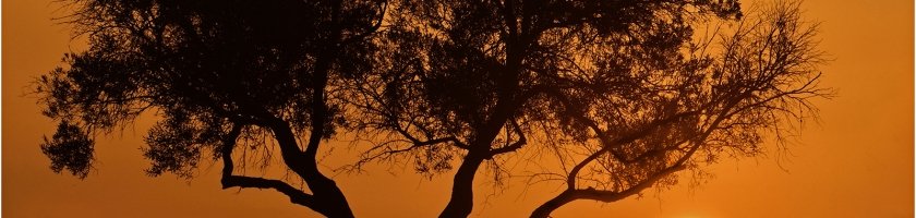 Best Digital Image - Golden Silhouette by Brian Clarke