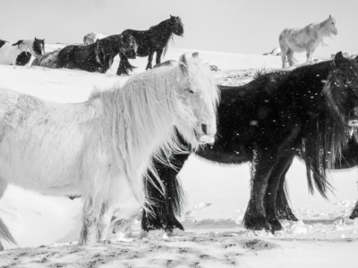 Commended - Horses In The Snow By Karen Morris