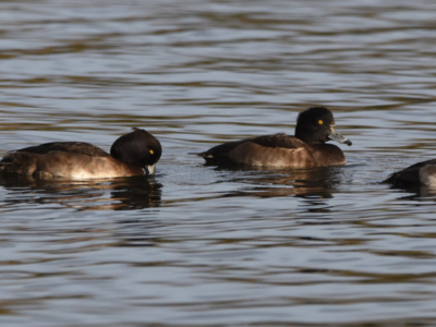 Commended - Tufted Duck Procession By Andy Dickson