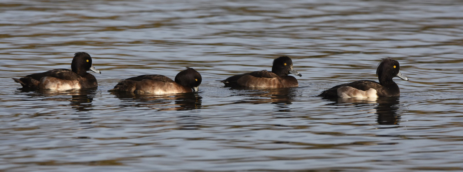 Commended - Tufted Duck Procession By Andy Dickson