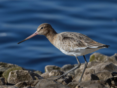 Commended - A Black Tailed Godwit By Peter Darby