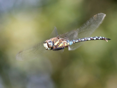 Commended - Migrant Hawker By Pete Dugan