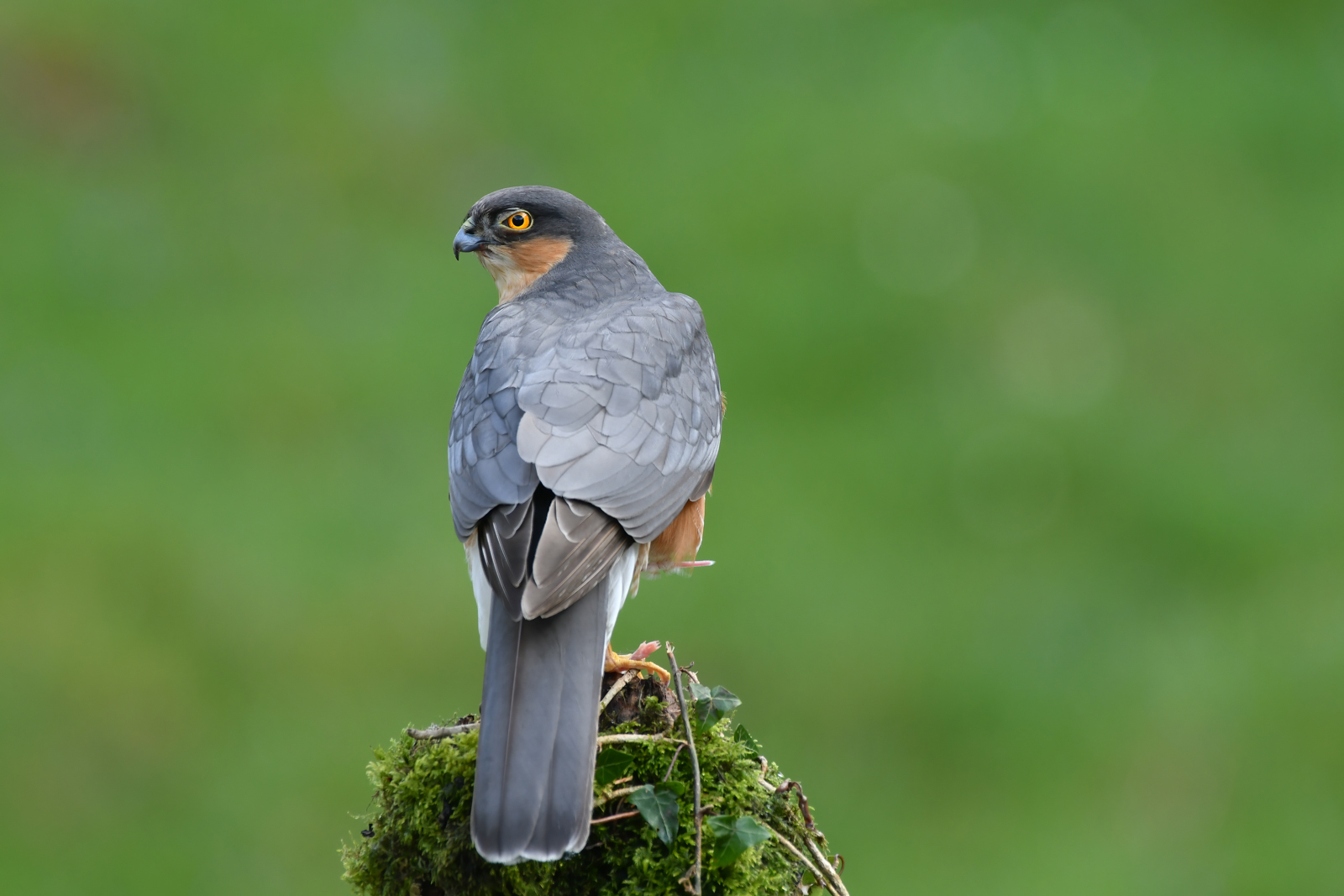 Sparrowhawk by Bill Breckenridge