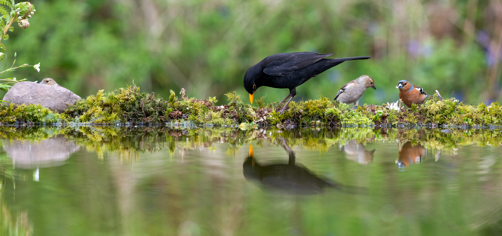 Blackbird And Chaffinch Reflection by Bill Breckenridge