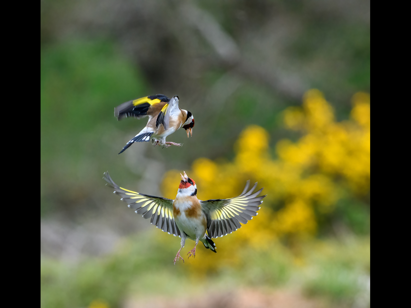 Goldfinch Squabble by Bill Breckenridge