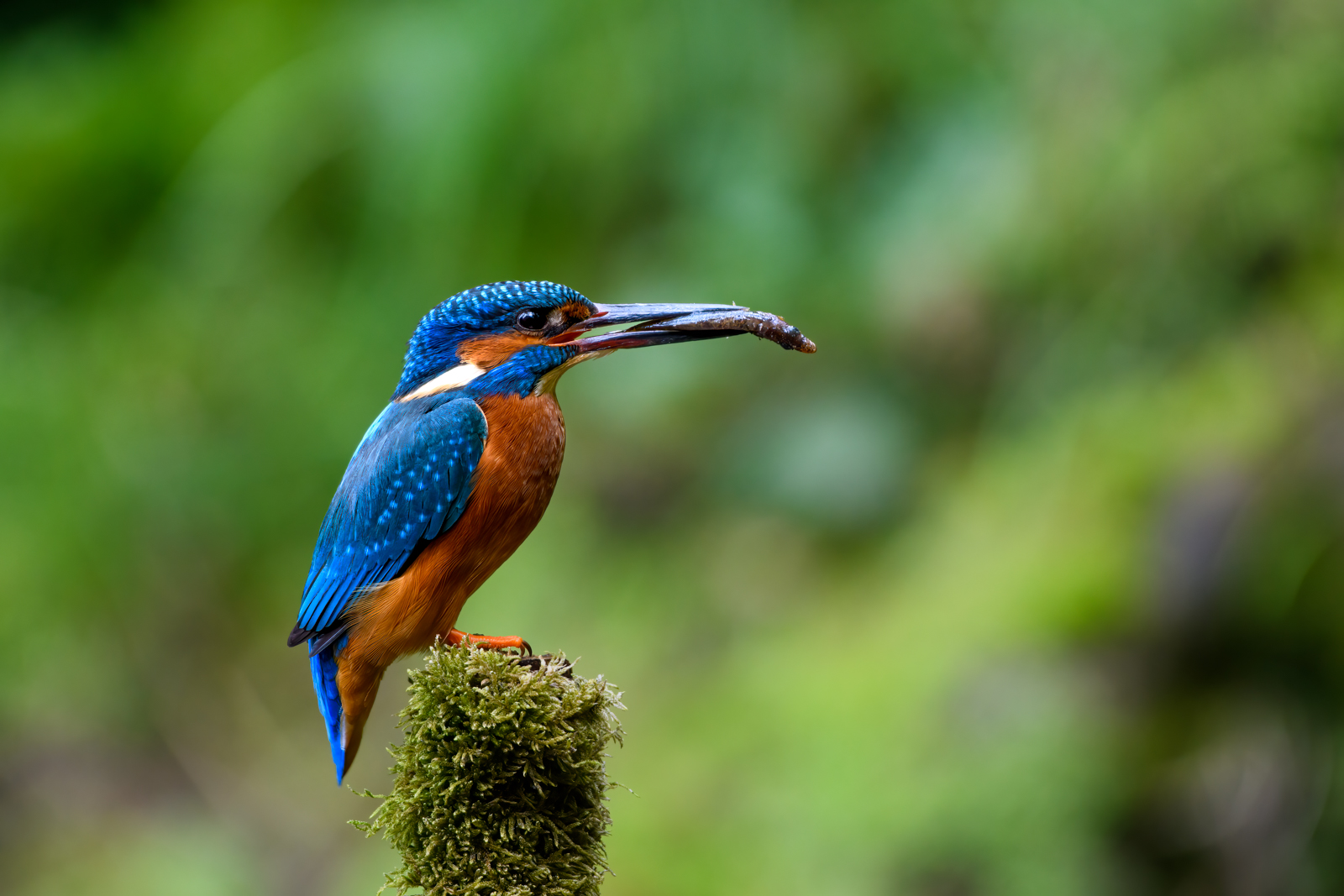 Male Kingfisher With Catch by Bill Breckenridge
