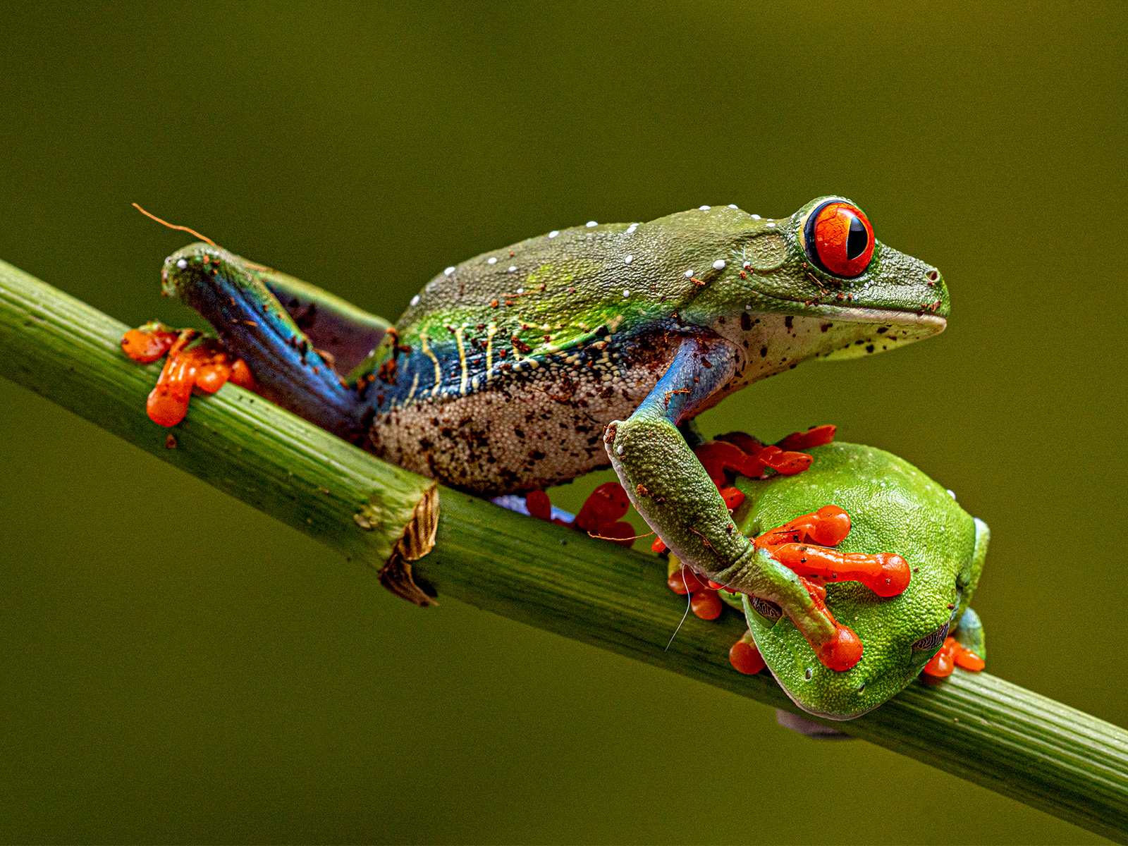 Dominant Female Tree Frog by Sheila Giles