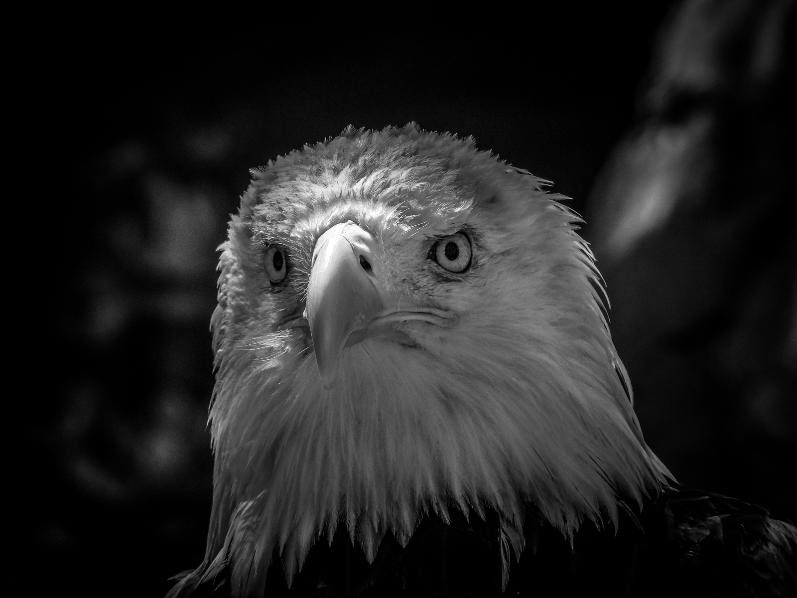 A Bald Eagle by Bill Breckenridge