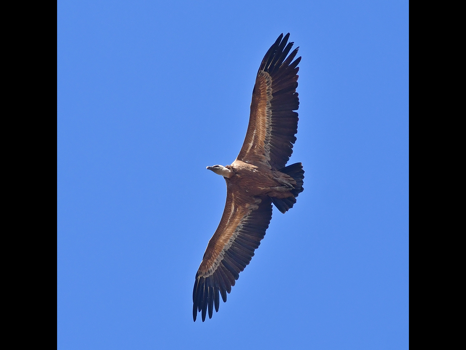 Griffon Vulture by Brian Clark