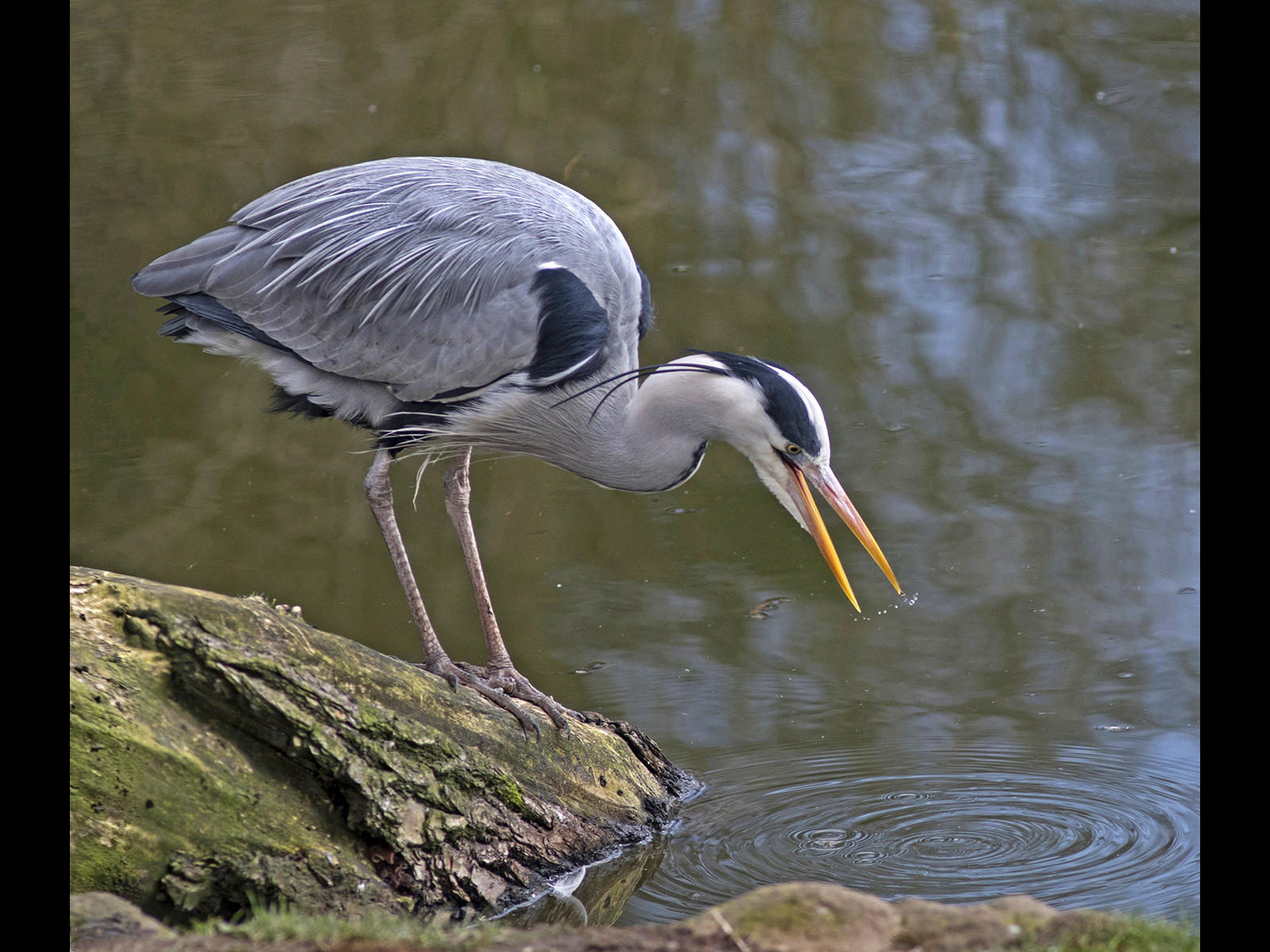 Grey Heron Fishing by Brian Clark