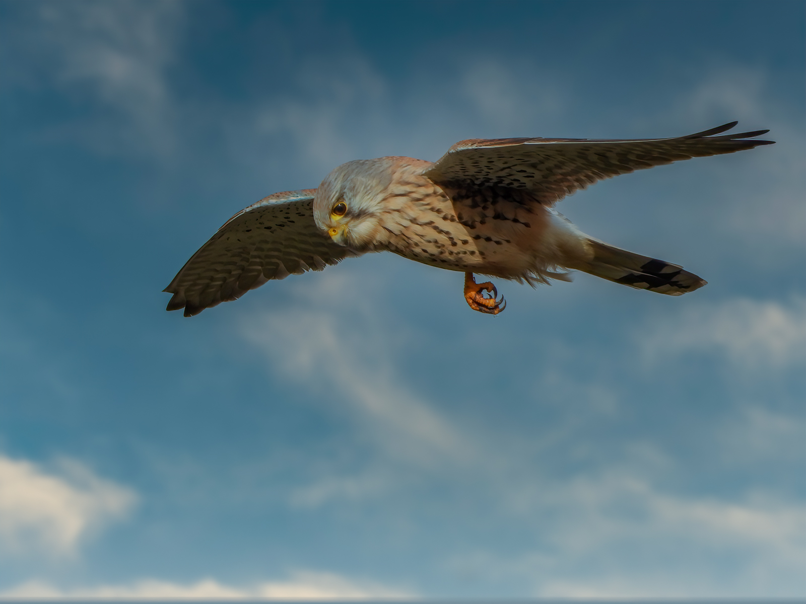 Looking For A Second Claw by Bill Breckenridge