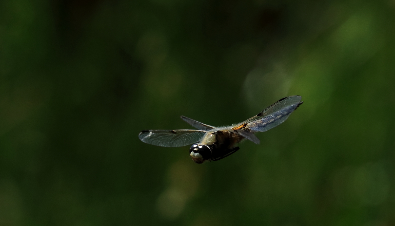 Four Spot Gloaming by John Hagen