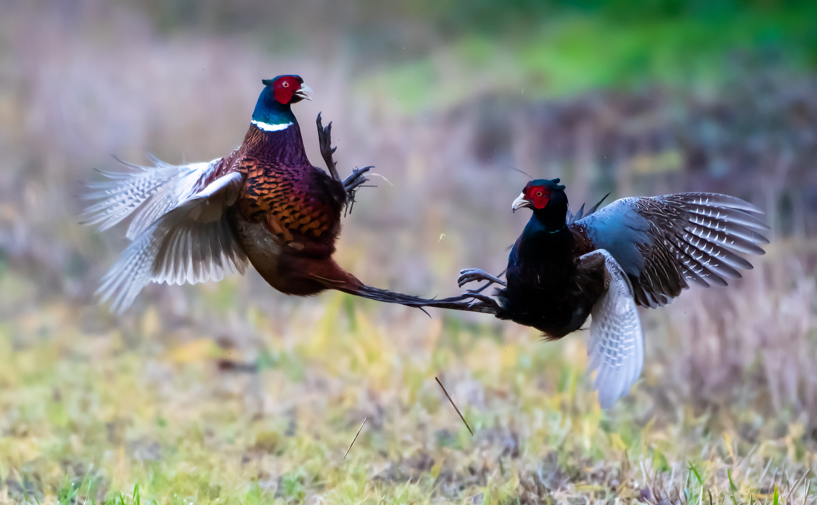 The Battle Continues by Bill Breckenridge