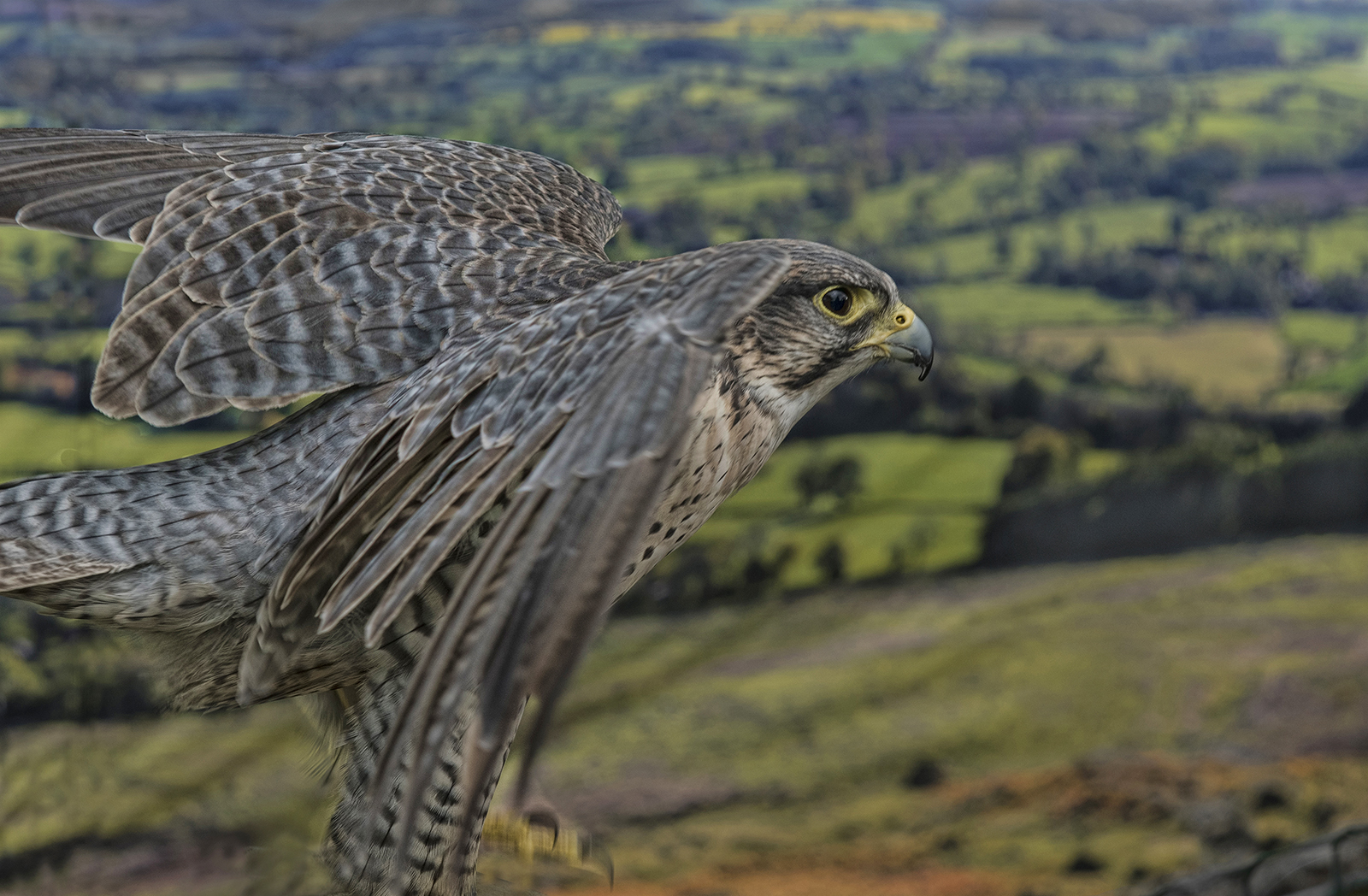 Falcon Take Off by Brian Clark