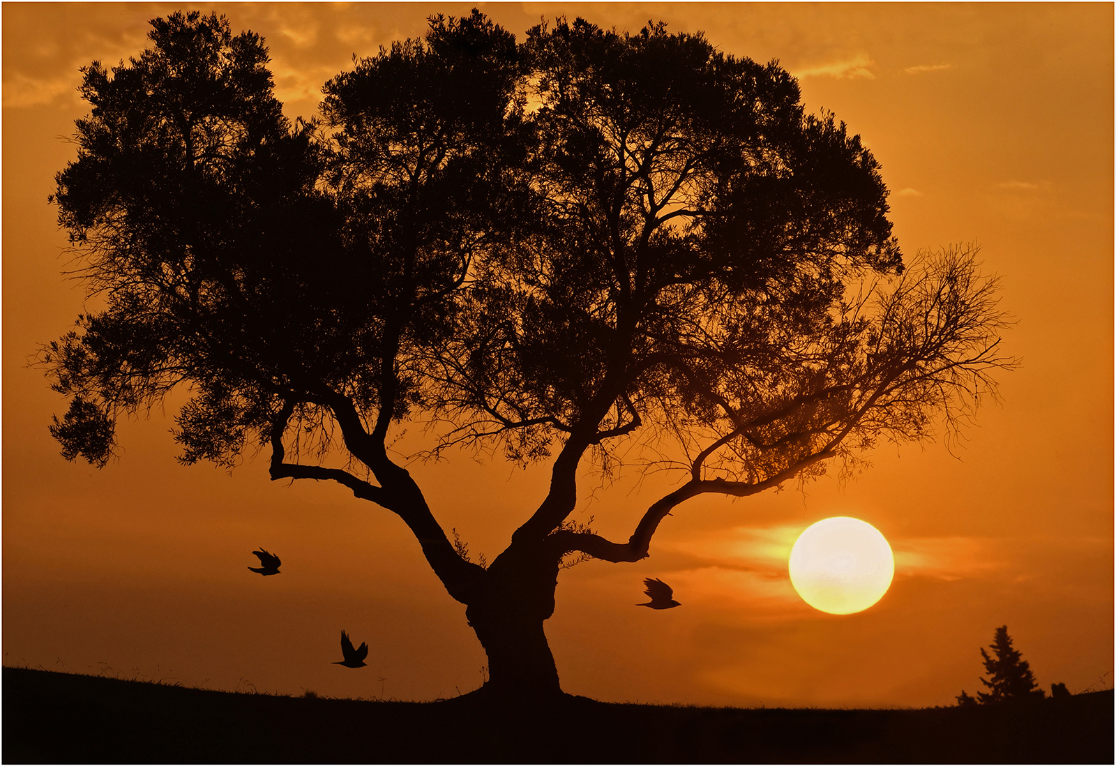 Golden Silhouette by Brian Clark