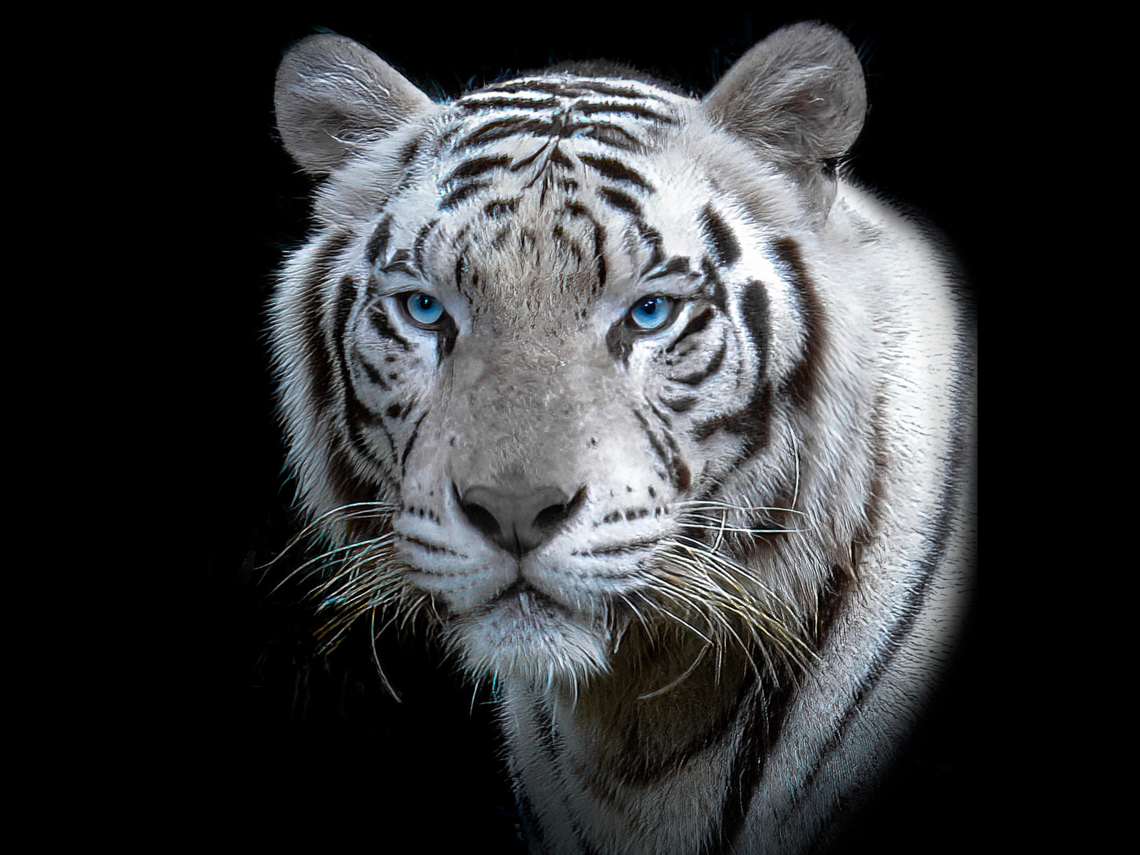 Ice Blue Eyes by Bill Breckenridge