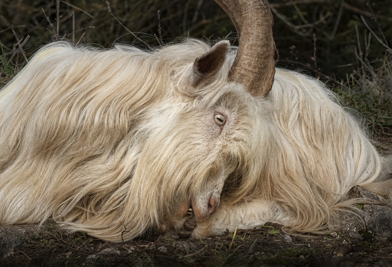 Kashmiri Goat With Itchy Foot by Brian Clark