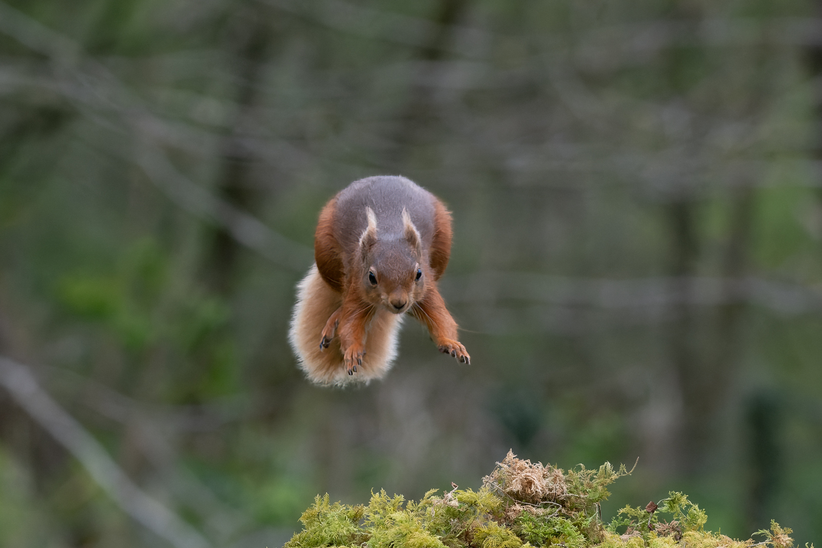 Red Squirrel Leap by Bill Breckenridge