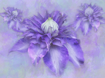 Highly Commended - Clematis Impressions By Joy Swarbrick