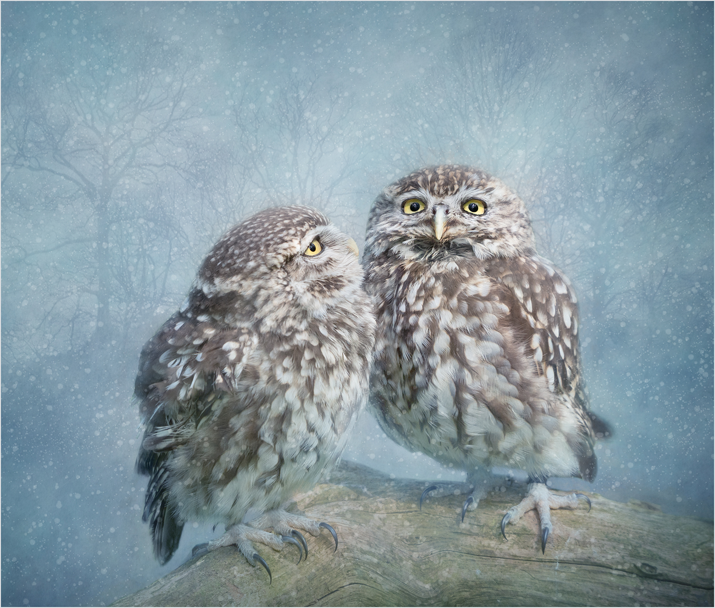 Little Owls