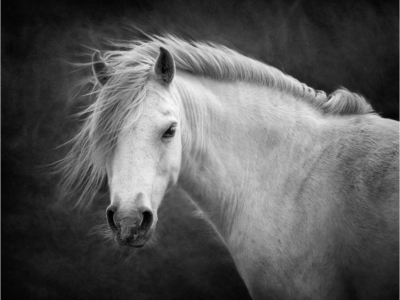 Pony Portrait By Gordon Watson