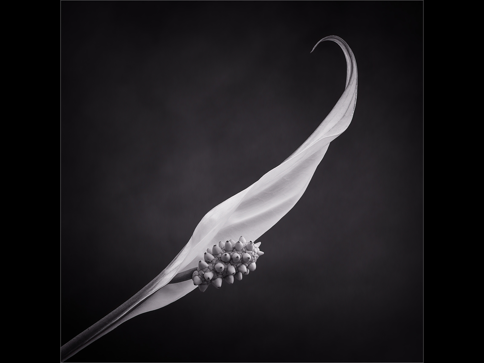 Highly Commended in Mono Digital - Peace Lily by Carol Watson