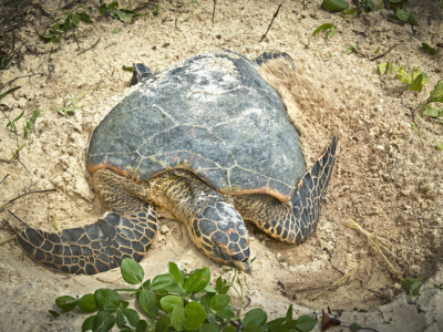 Commended - Hawksbill Turtle Has Covered Eggs By Peter Parnell