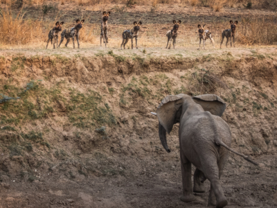 Commended - Wild Dog And Elephant Stand Off By Mary Kirkby