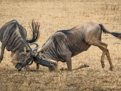 Highly Commended - Sparring Wildebeest Tanzania By Mary Kirkby