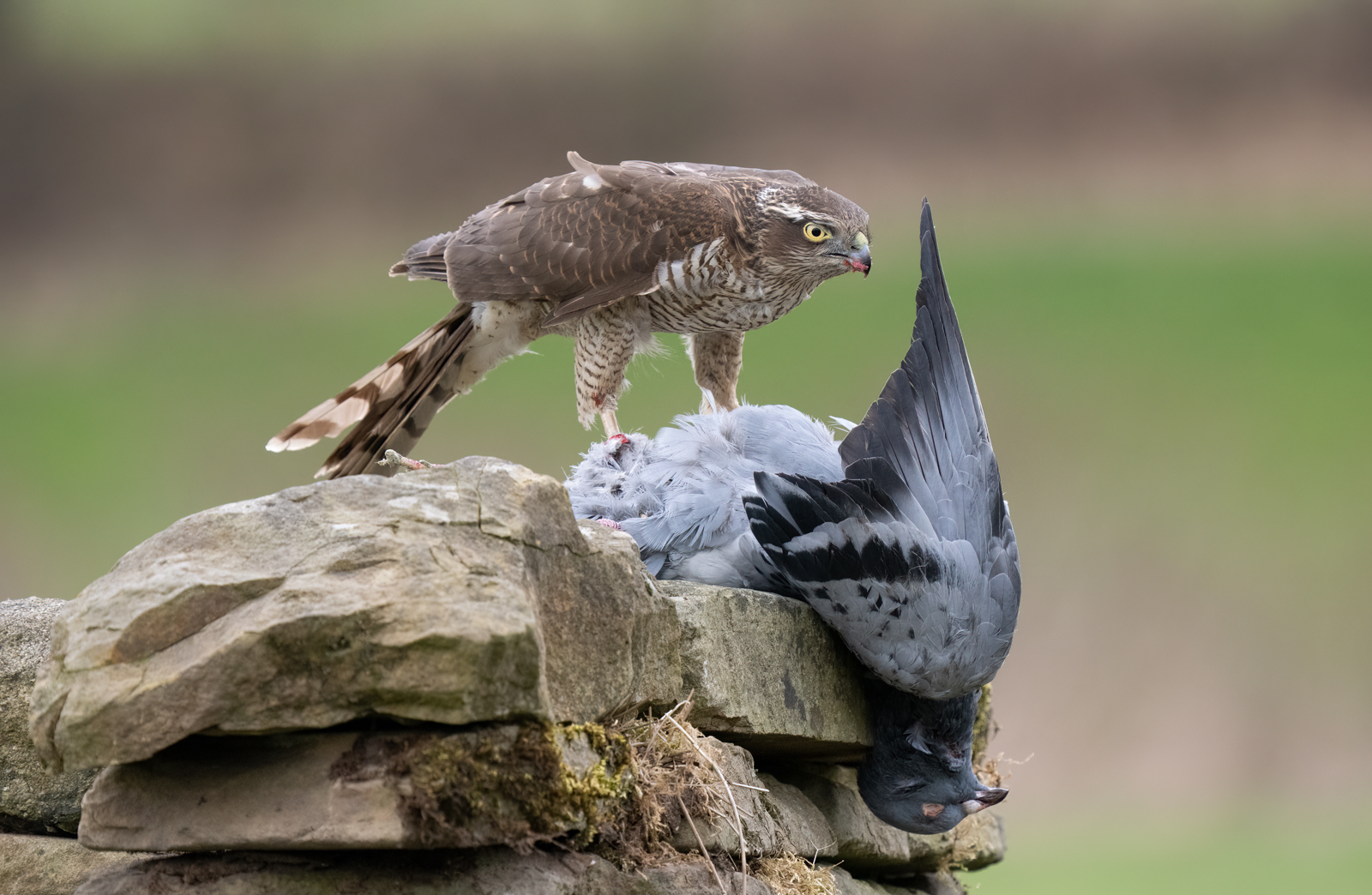 Commended in Nature Digital - Sparrowhawk Feeding by Bill Breckenridge