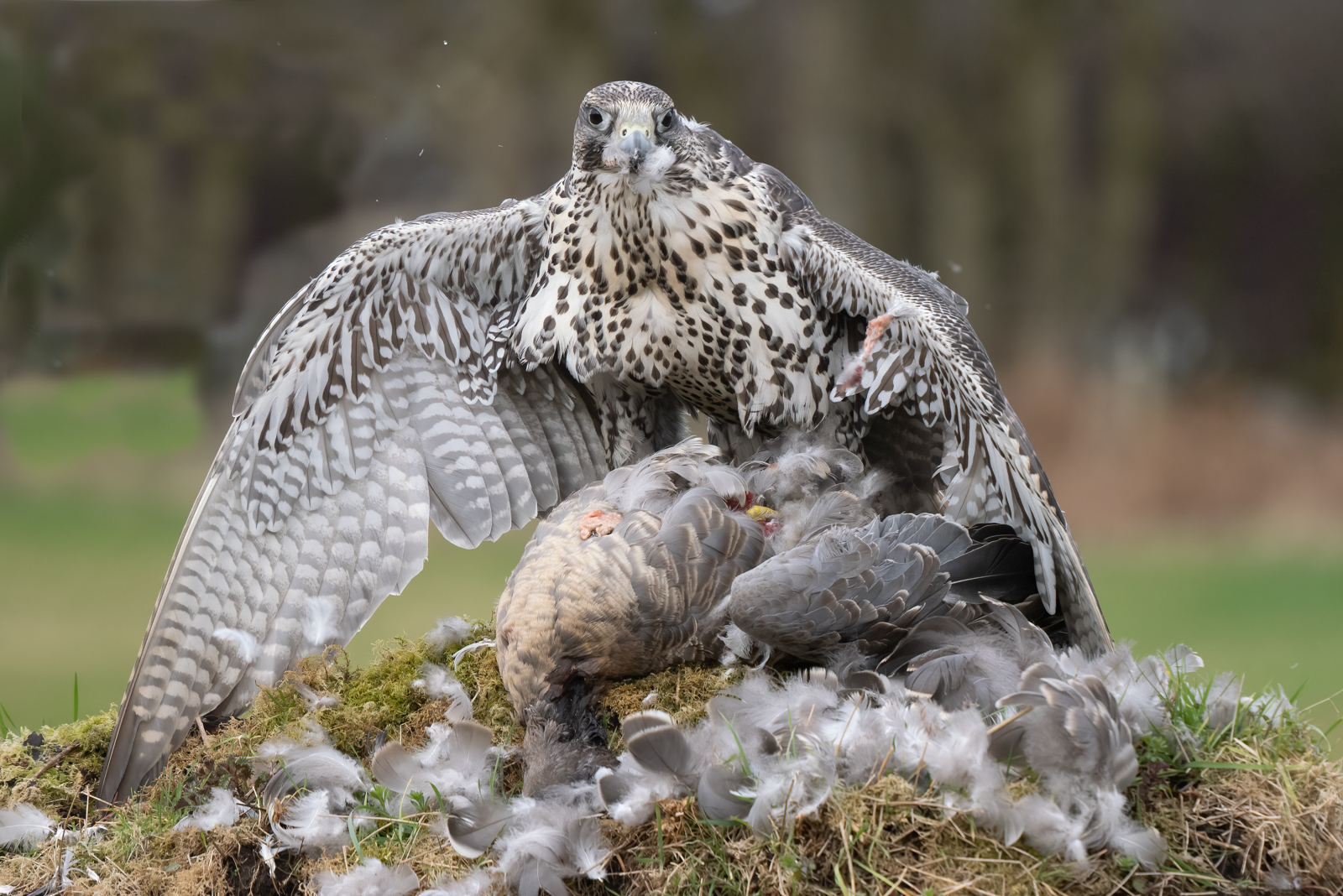 2nd Place in Nature Digital - Mantling by Bill Breckenridge
