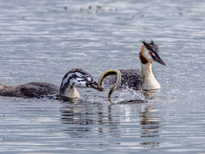 Commended - Crested Grebes With An Eel By Peter Darby