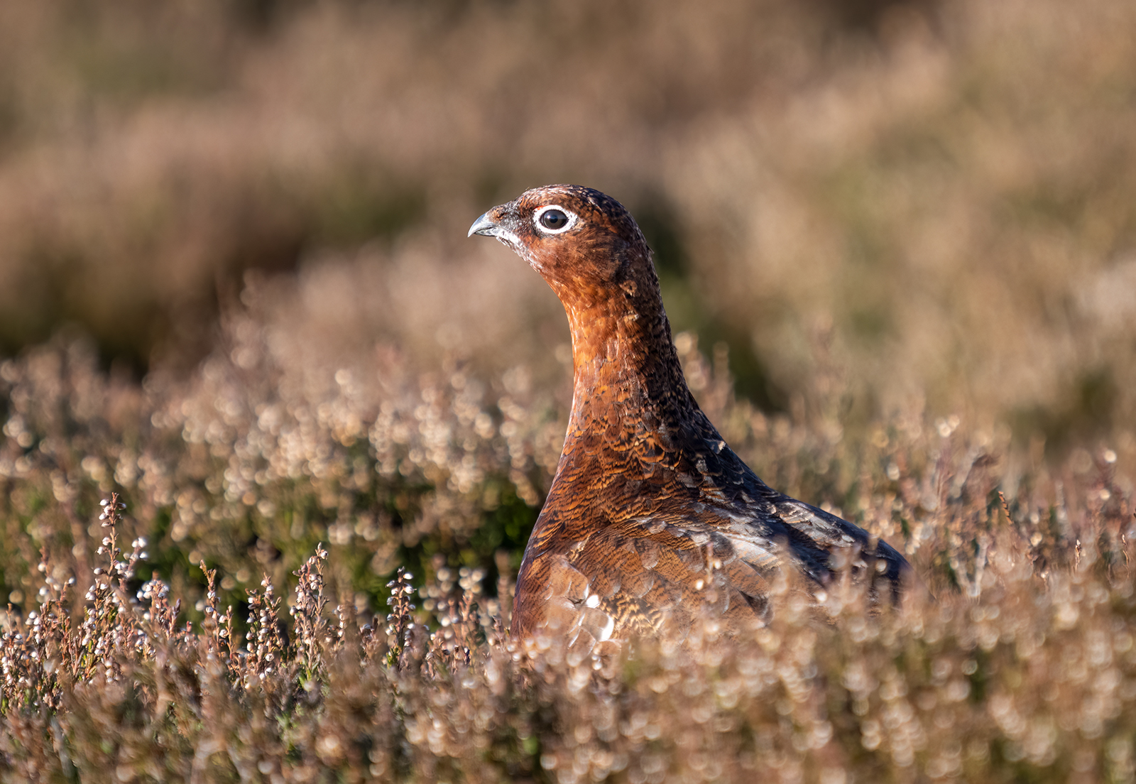 Commended in Nature Print - Female Red Grouse by Carol Watson