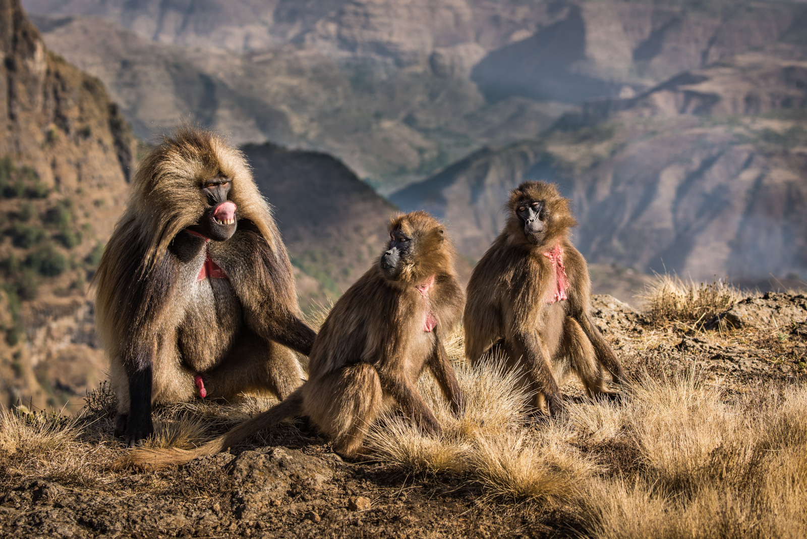 Commended in Nature Print - Alpha Male Gelada Baboon by Mary Kirkby