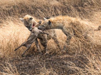 1st Place - Hyenas With Baby Warthog Kill By Mary Kirkby