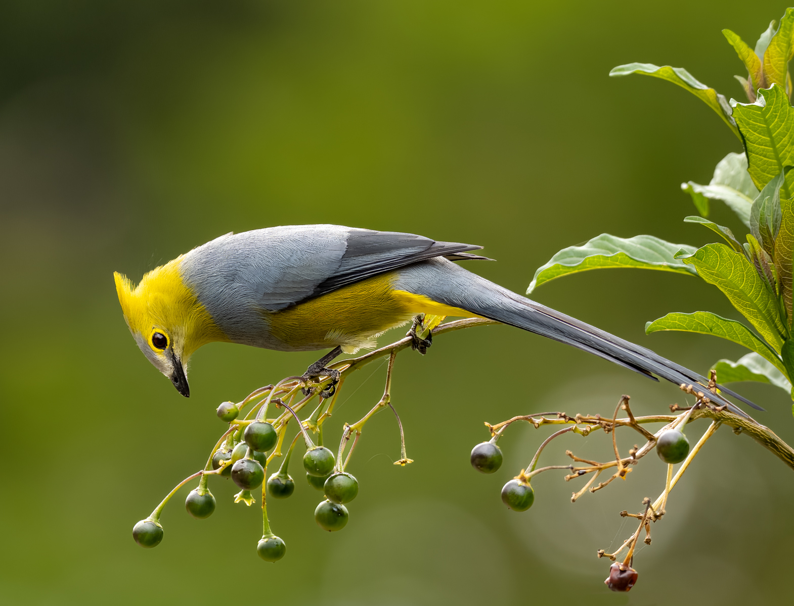 2nd Place in Nature Print - Long Tailed Silky Flycatcher by Bill Breckenridge