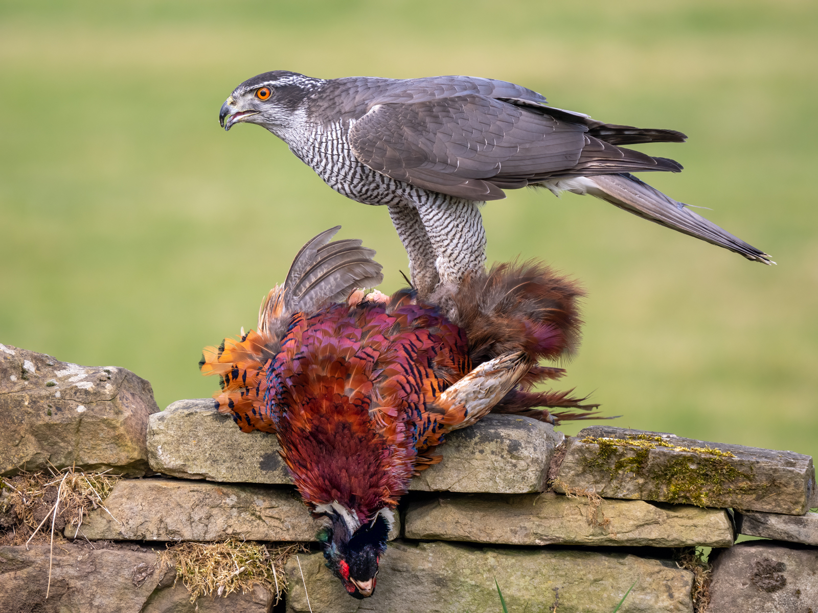 Commended in Nature Print - Northern Goshawk by Bill Breckenridge