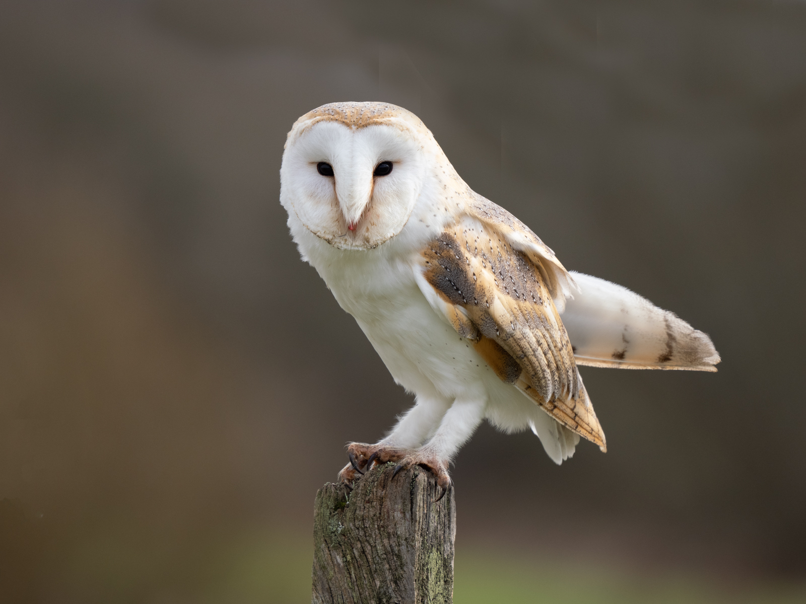 3rd Place in Nature Print - Barn Owl by Bill Breckenridge