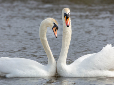 Commended - A Pair Of Mute Swans By Peter Darby