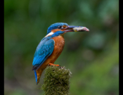 Kingfisher With Roe By Bill Breckenridge