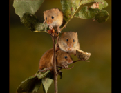 Harvest Mice On Oak By Sheila Giles