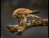 Kestrel Eating A Mouse By Peter Darby
