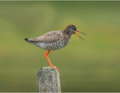 Redshank Warning Call By Mike Williamson