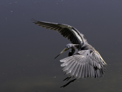 Tri Colored Heron Landing By Grant Douse
