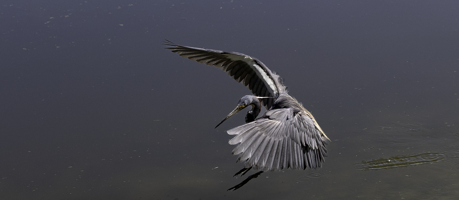 Tri Colored Heron Landing By Grant Douse