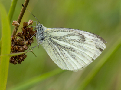 Black Veined White by Daryl Giles