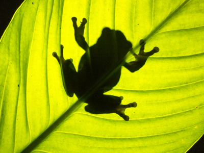 Tree Frog Silhouette by Daryl Giles