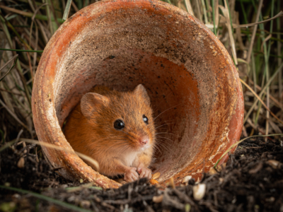 Sheltering by Daryl Giles