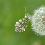 Orange Tip Butterfly