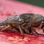 Horsefly
